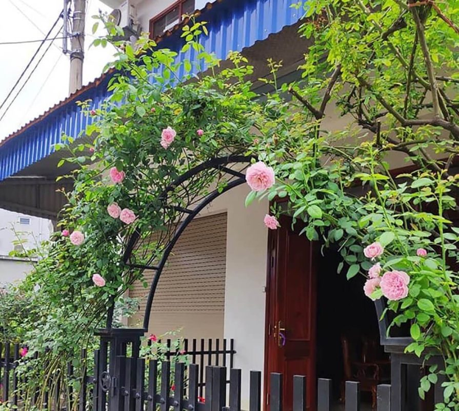 Hoa hồng leo giúp tạo điểm nhấn cho mặt tiền có gu